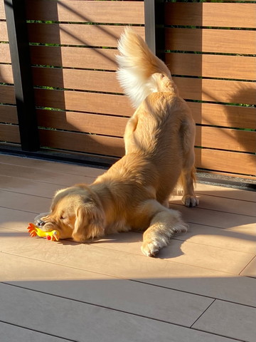 お尻あげてるワンコ