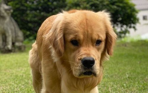 屋外アップのワンコのアップ