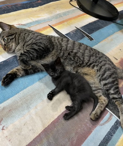 キジトラ猫のお腹で寝そべる子猫