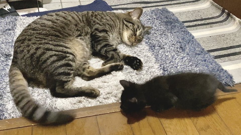 寝転がる猫とそばにいる子猫