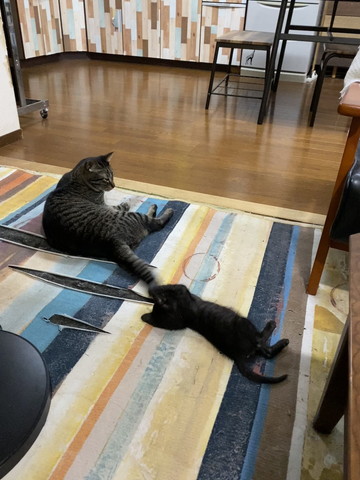 しっぽで遊ぶ子猫と先住猫