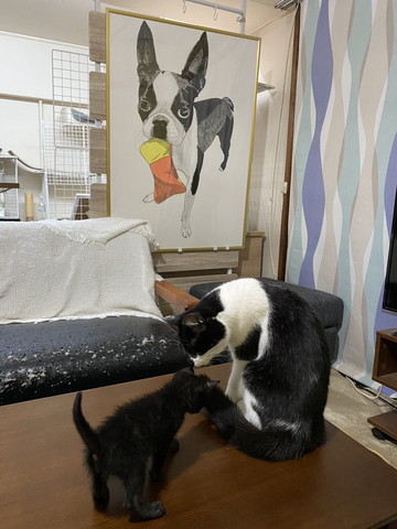 ハチワレ猫と黒猫とテーブル