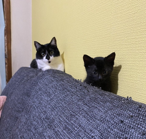 ソファの上にいるハチワレ猫と黒猫