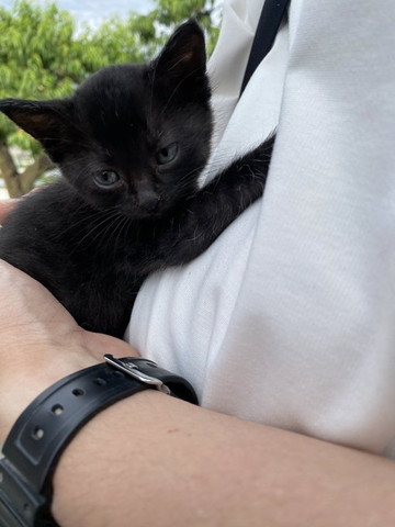 抱っこされてる子猫