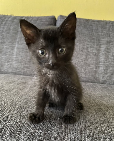 お座りしてる黒猫