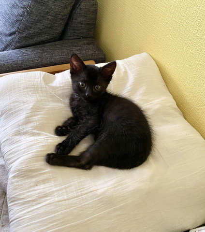 クッションにいる子猫