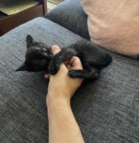 飼い主さんの手を噛む子猫