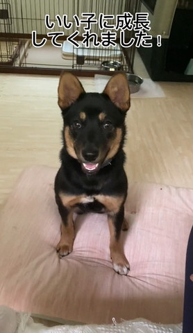 お座りしてるワンコ