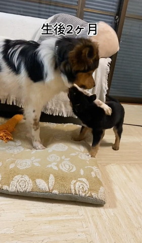 子犬に前足かけるワンコ