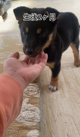 子犬のアゴなでる