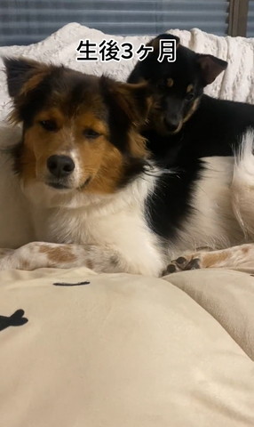 ワンコの上に乗る子犬