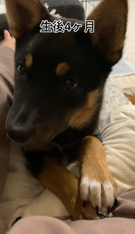 生後4カ月テロップ