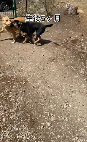 屋外にいるワンコ2匹