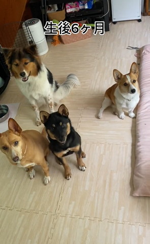 ワンコ4匹