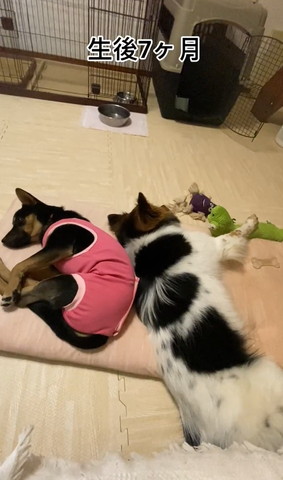 背中合わせて寝る2匹