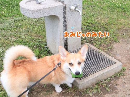 散歩中のコーギー