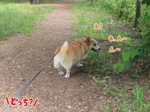 反応しないコーギー