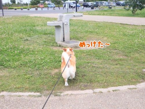 アピールするコーギー