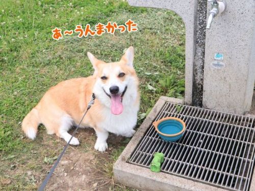 水分補給するコーギー
