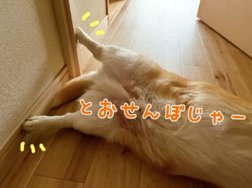 通せんぼするコーギー