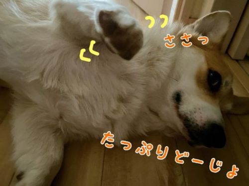 なでてほしいコーギー