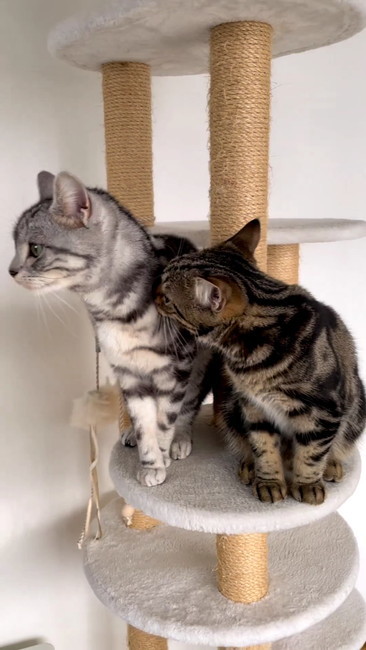 くんくんニャンコ