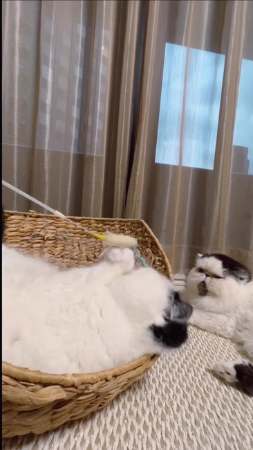 冷めた目ニャンコ