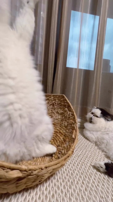 つかまえ……？