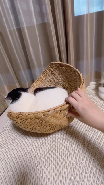 元にもどす飼い主