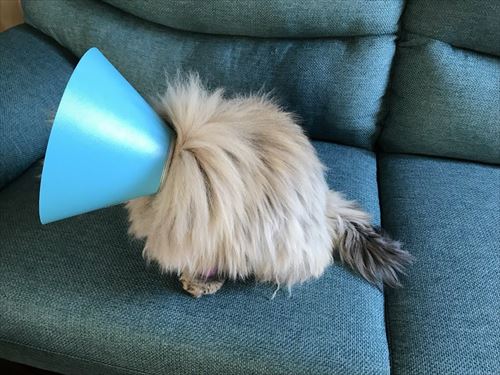 エリザベスカラーをつけた猫の後ろ姿