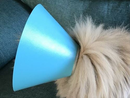 エリザベスカラーをつけた猫の後ろ姿