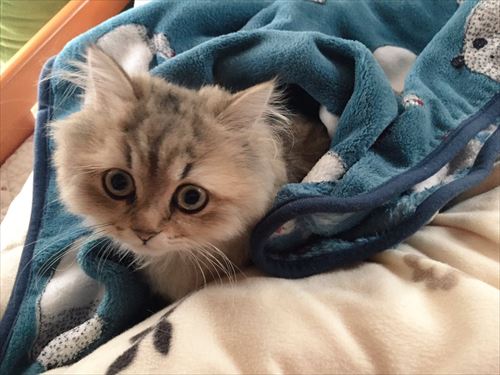 エリザベスカラーをつけた猫の顔