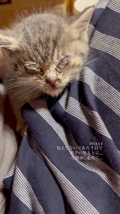 目が開いていなかった子猫