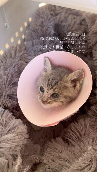 退院した保護子猫