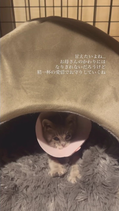 フミフミする保護子猫