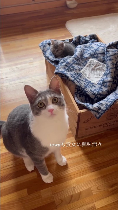保護子猫と先住猫