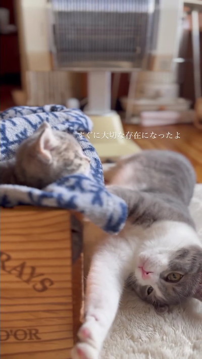 子猫に寄り添う先住猫