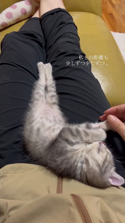 初めてひざの上で寝た保護子猫