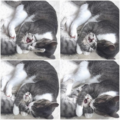 じゃれ合う子猫プチちゃんと先住猫トワさん