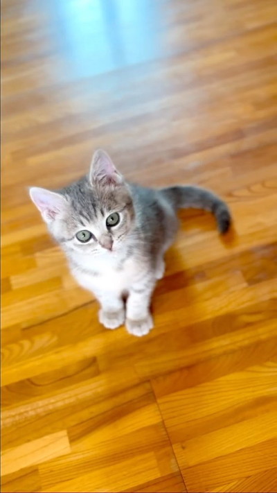 眠そうな子猫プチちゃん