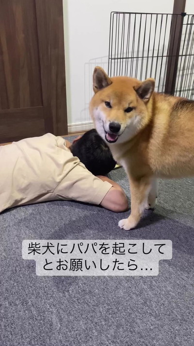 起こす柴犬