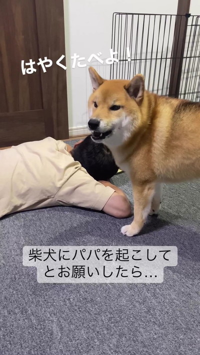 お願いを聞く柴犬