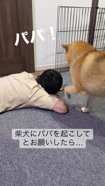 パパに近づく柴犬