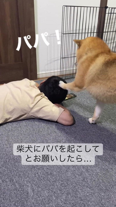 パンチする柴犬