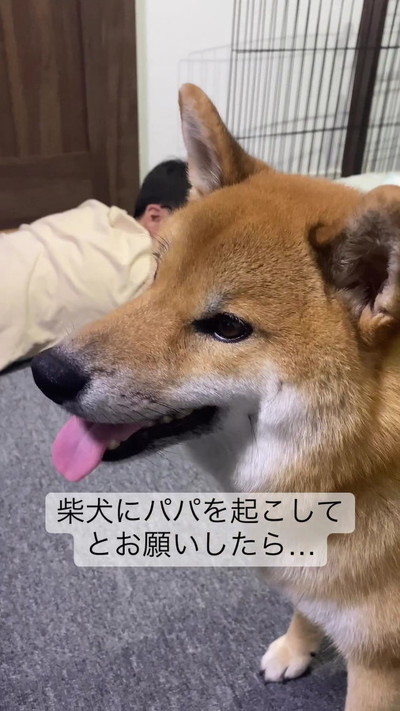 知らんぷり柴犬