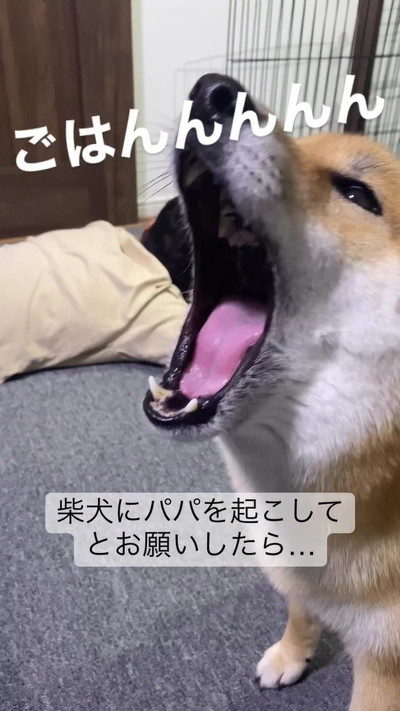 鳴く柴犬
