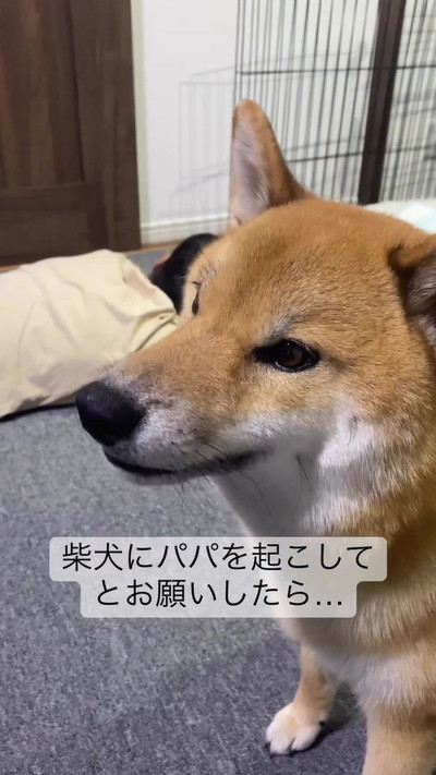 ママの声を聞く柴犬