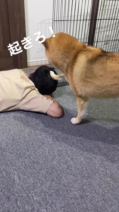再度パンチする柴犬