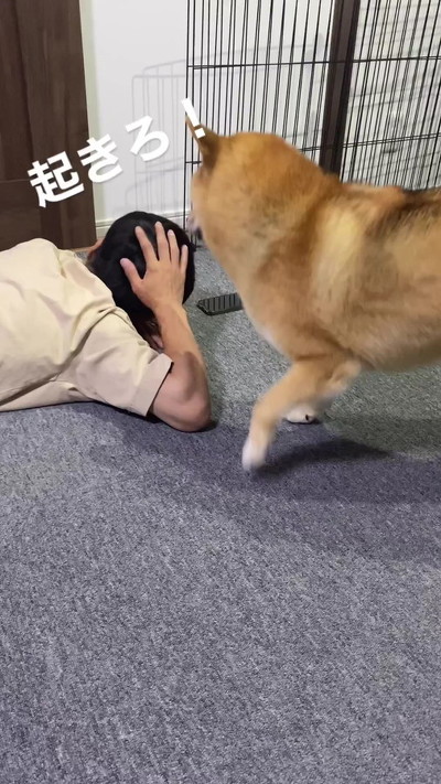 頭おさえるパパと柴犬