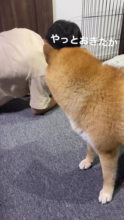 柴犬と起きたパパ